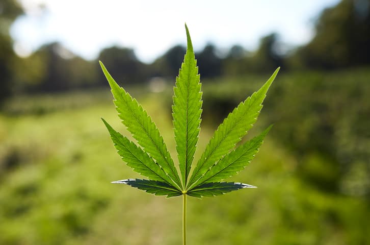 Trump Admin Relabels Marijuana āLess-Dangerousā Drug
