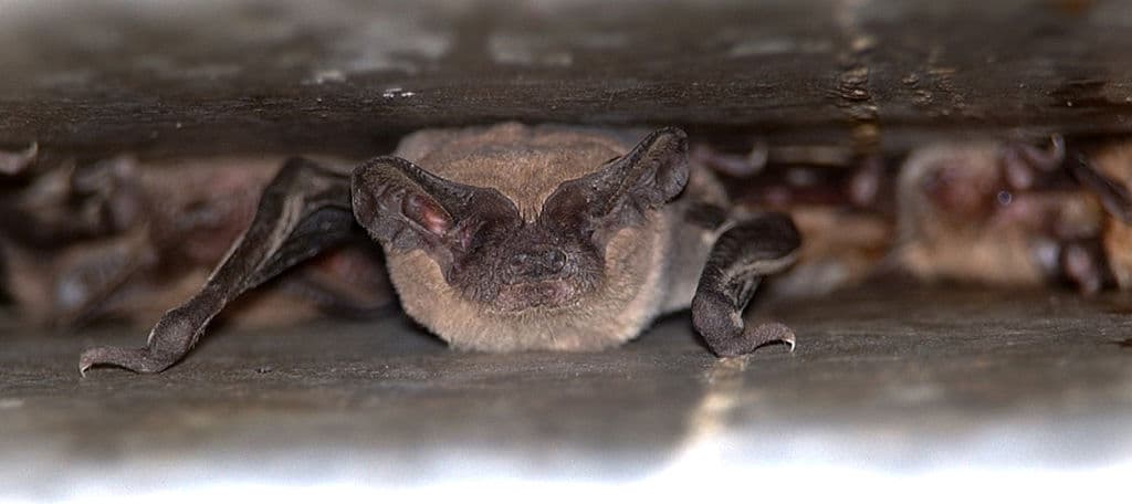 Rabid Bat Sparks Health Alert Near Busy Neighborhood